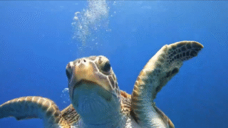 ① 50歳からダイビング挑戦｜憧れから決意まで