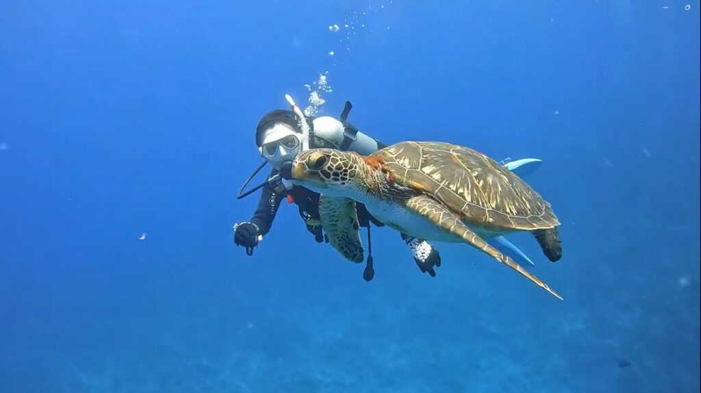 慶良間でアオウミガメと泳ぐダイバー