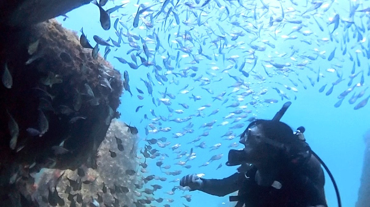 富戸テトラポットで魚に囲まれるダイバー