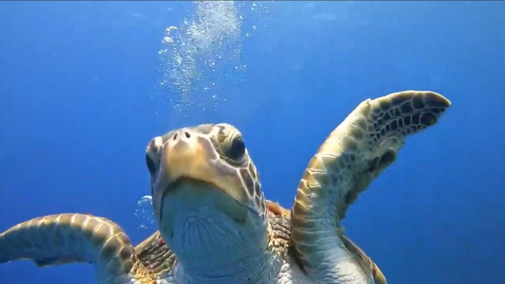 慶良間を泳ぐアオウミガメ