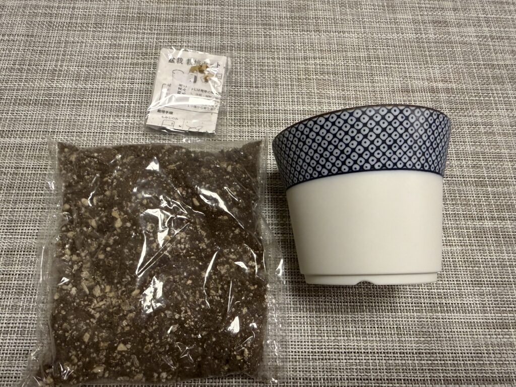盆栽栽培セットに入っていたモミジの種