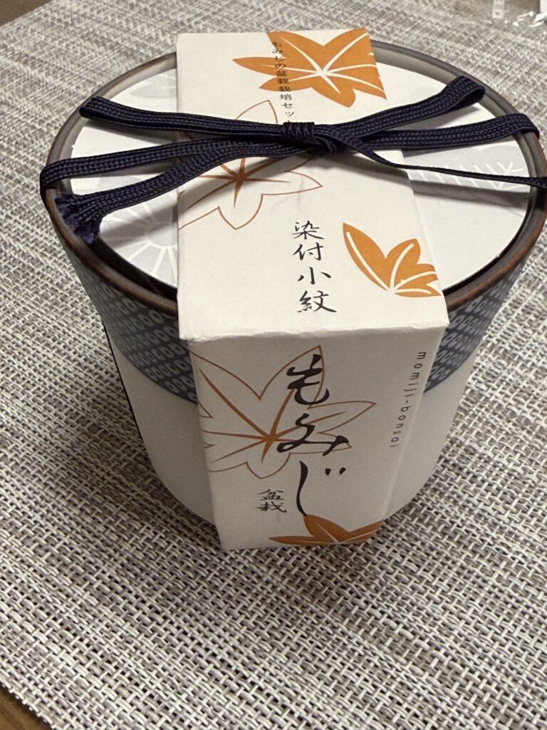 染付小紋盆栽栽培セット もみじ
